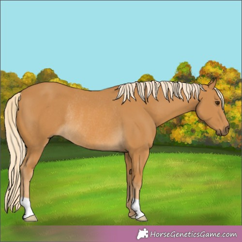 Horse Color:Palomino Rabicano 