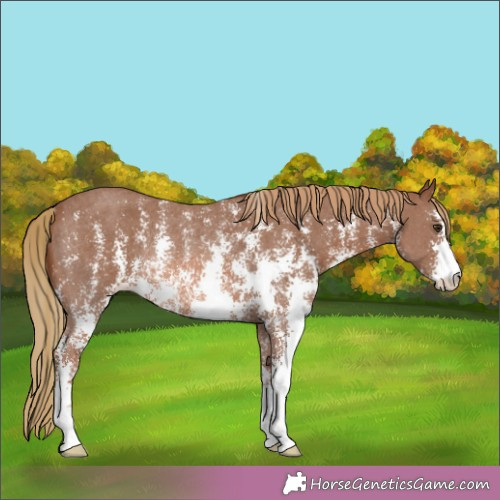 Horse Color:Chestnut Sabino Rabicano 