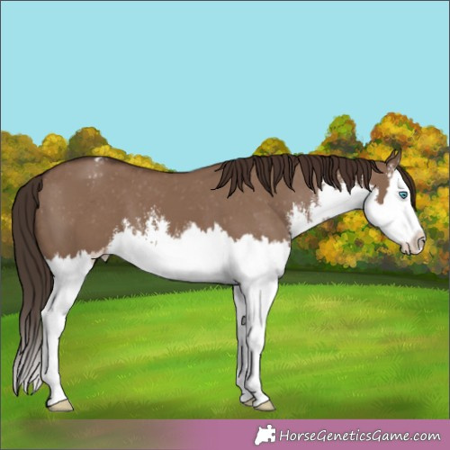 Horse Color:White Spotted Liver Red Dun Splash Appaloosa 