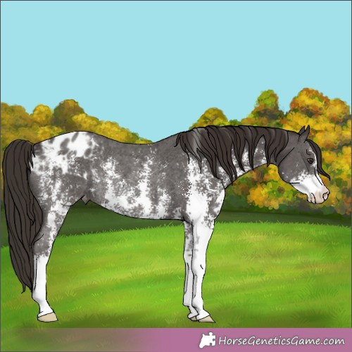 Horse Color:Liver Chestnut Sabino Appaloosa Rabicano 