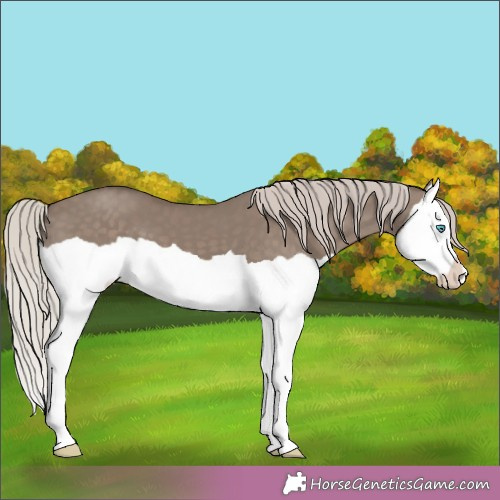 Horse Color:Silver Grullo Splash 