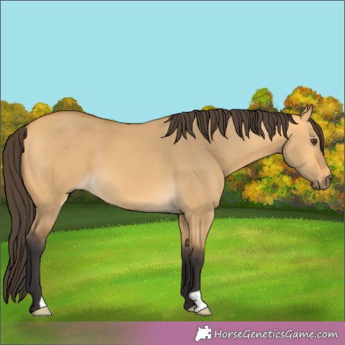 Horse Color:Buckskin Dun 