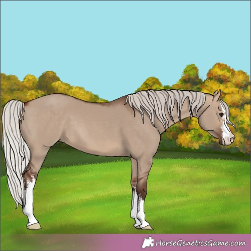 Horse Color:White Spotted Silver Bay Dun 