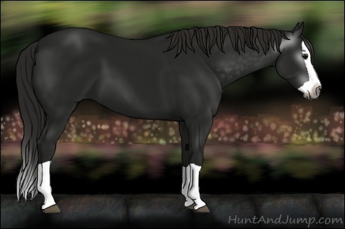 Horse Color:Gray Smoky Black Splash