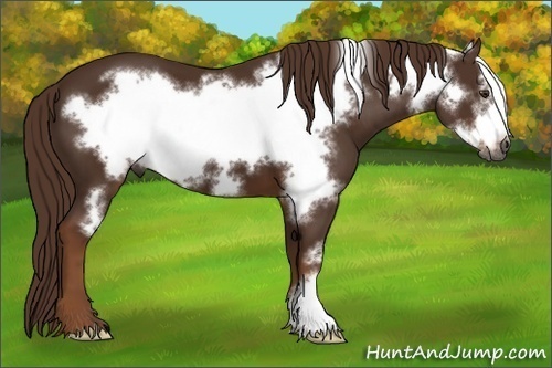 Horse Color:Gray Chestnut Frame 
