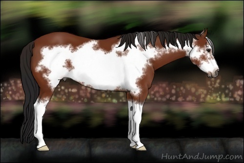 Horse Color:Gray Bay Frame 