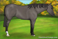 Horse Color:Smoky Grullo