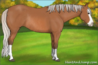 Horse Color:Silver Bay Splash Rabicano 