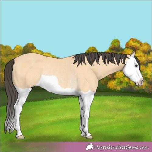 Horse Color:Buckskin Splash Rabicano 