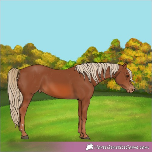 Horse Color:Chestnut Appaloosa 