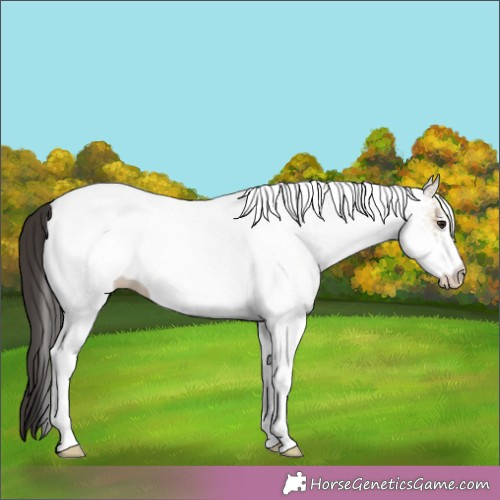 Horse Color:White Spotted Bay Dun 