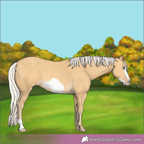 Horse Color:Silver Amber Cream Champagne Frame 