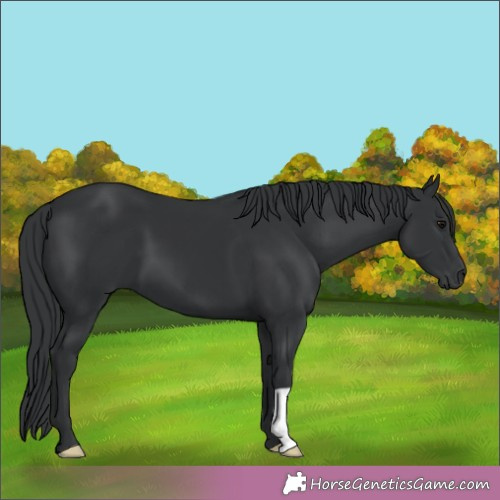 Horse Color:Black 