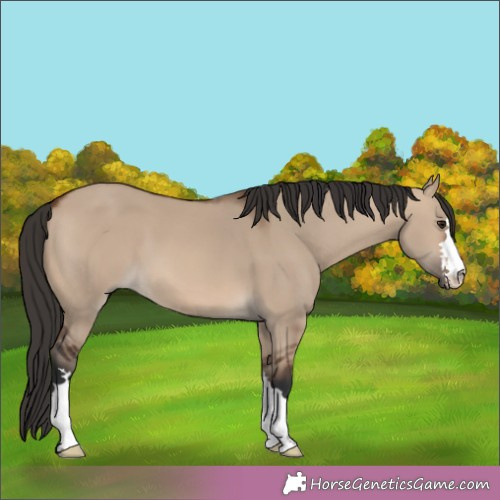 Horse Color:Brown Dun 