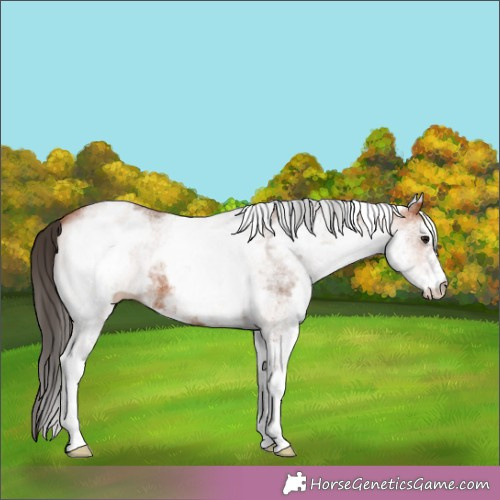 Horse Color:White Spotted Bay 