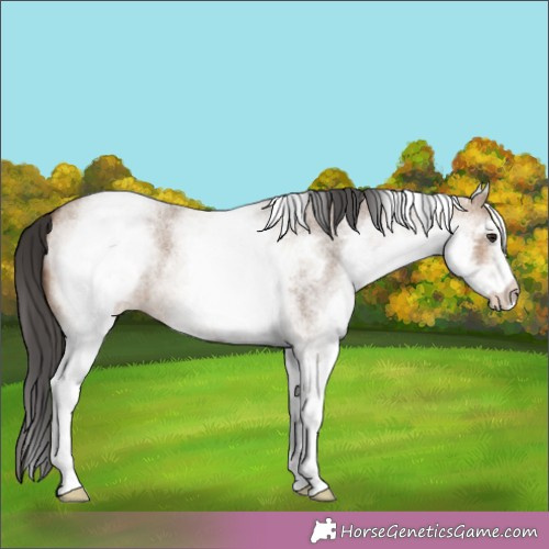 Horse Color:White Spotted Brown Roan Dun 