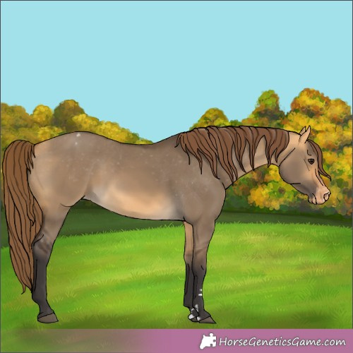 Horse Color:Buckskin Dun Appaloosa Rabicano 