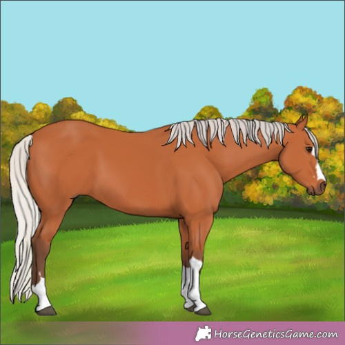Horse Color:Silver Bay 