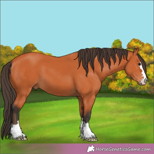 Horse Color:Bay 