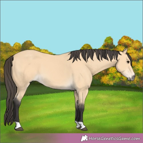 Horse Color:Buckskin 