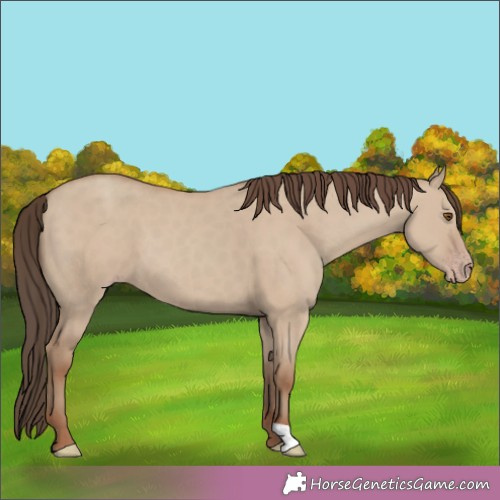 Horse Color:Classic Champagne Dun 