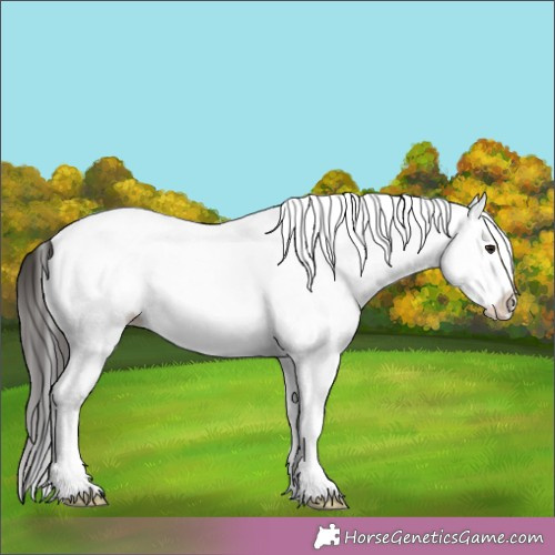 Horse Color:White Spotted Brown Roan Dun Splash 