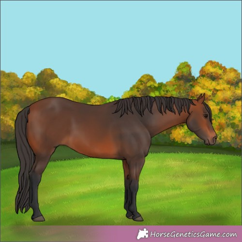Horse Color:Bay 