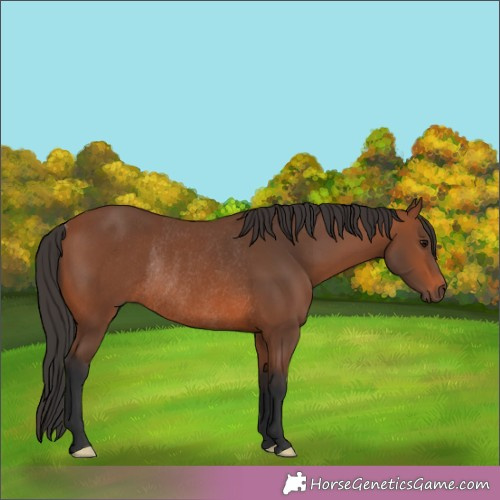 Horse Color:Bay Rabicano 
