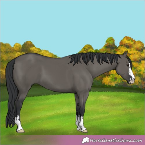 Horse Color:Grullo 