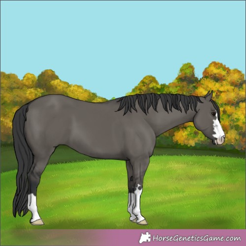 Horse Color:Grullo 