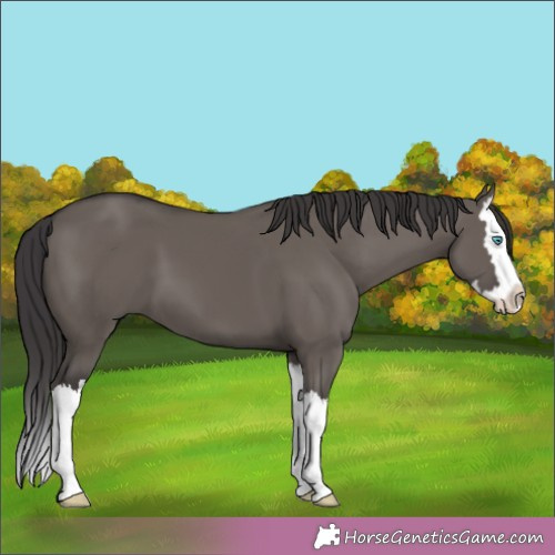 Horse Color:Smoky Grullo Splash 