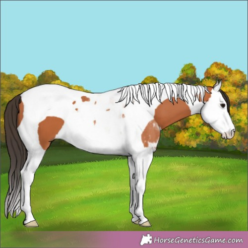 Horse Color:Bay Splash Tobiano 