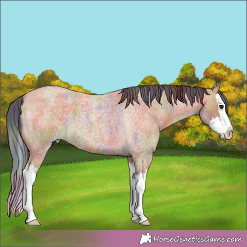 Horse Color:Nacre Bay Roan Splash 