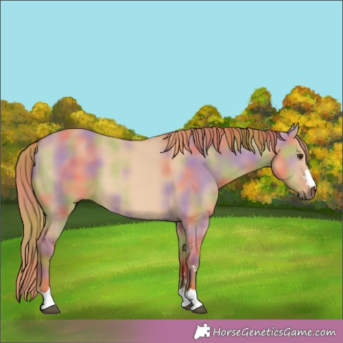 Horse Color:Nacre Red Dun 