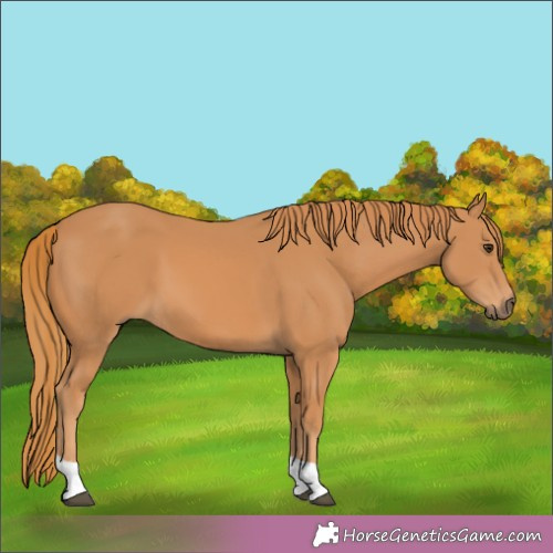 Horse Color:Chestnut Tobiano 