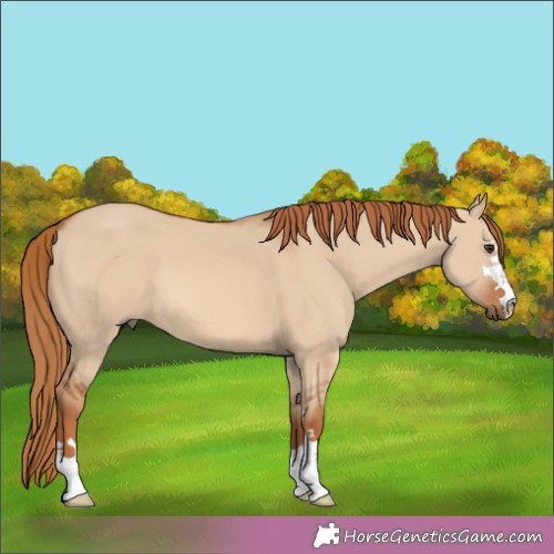 Horse Color:Red Dun 
