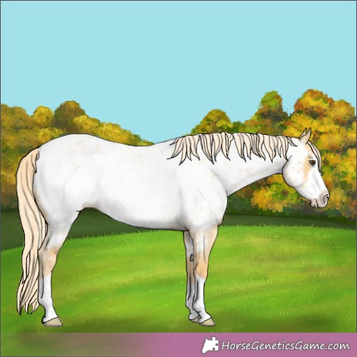Horse Color:Palomino Roan Dun Frame Appaloosa Rabicano 
