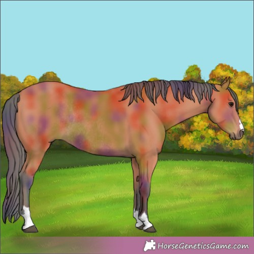 Horse Color:Nacre Bay Rabicano 