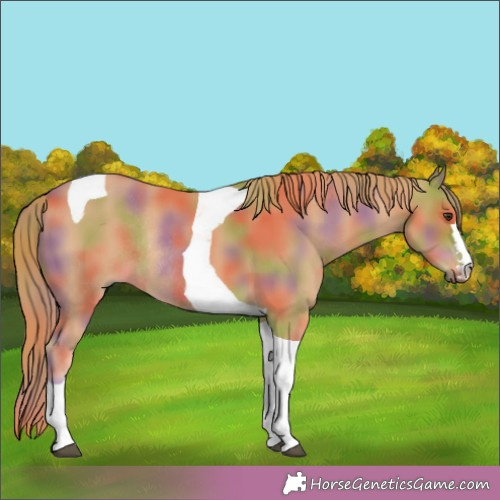 Horse Color:Nacre Chestnut Tobiano Rabicano 