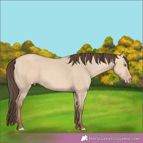 Horse Color:Amber Champagne Dun 