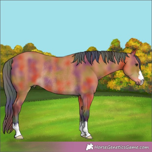 Horse Color:Nacre Bay Rabicano 