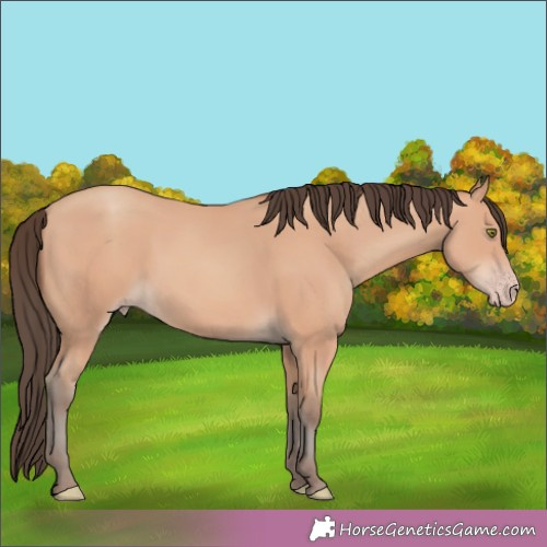 Horse Color:Amber Champagne 