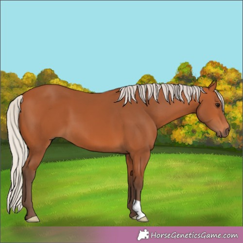 Horse Color:Silver Bay 