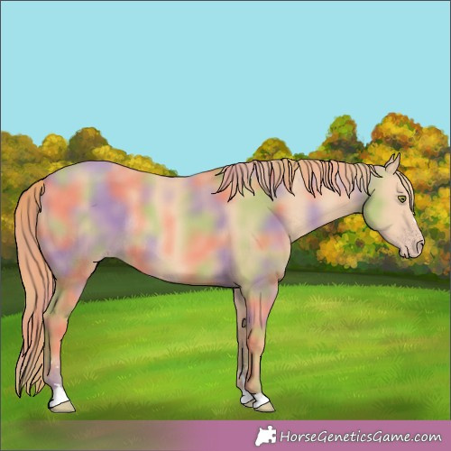 Horse Color:Nacre Gold Champagne Rabicano 