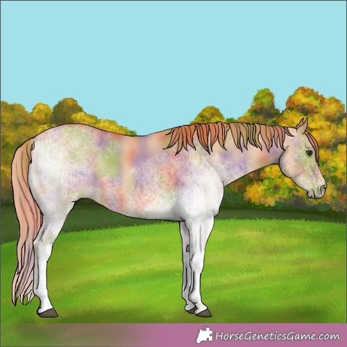 Horse Color:Nacre White Spotted Red Dun 