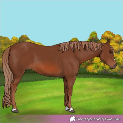 Horse Color:Chestnut 