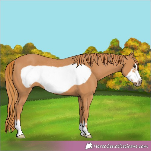 Horse Color:Chestnut Frame Rabicano 