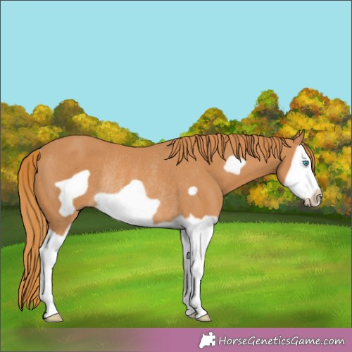 Horse Color:Chestnut Splash Frame Rabicano 