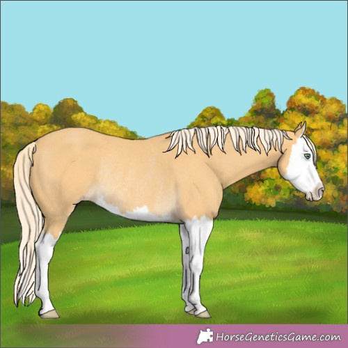 Horse Color:Gold Cream Champagne Splash Rabicano 