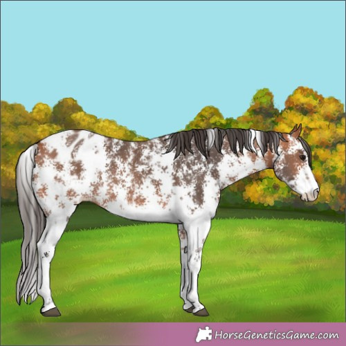 Horse Color:Bay Sabino Appaloosa Rabicano 